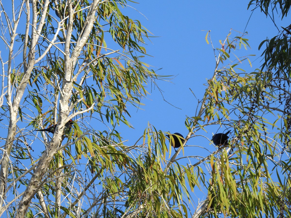 Metallic Starling - ML622120917