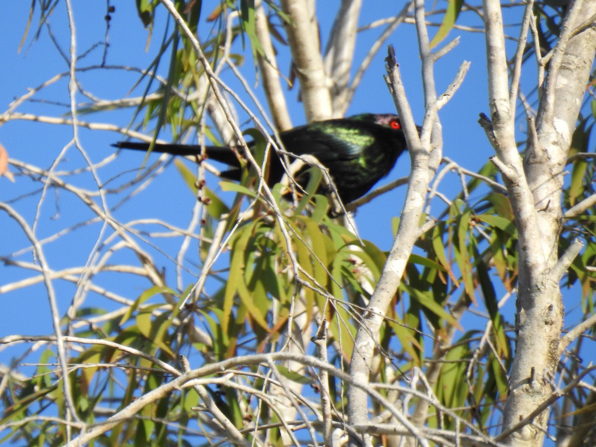 Metallic Starling - ML622120918