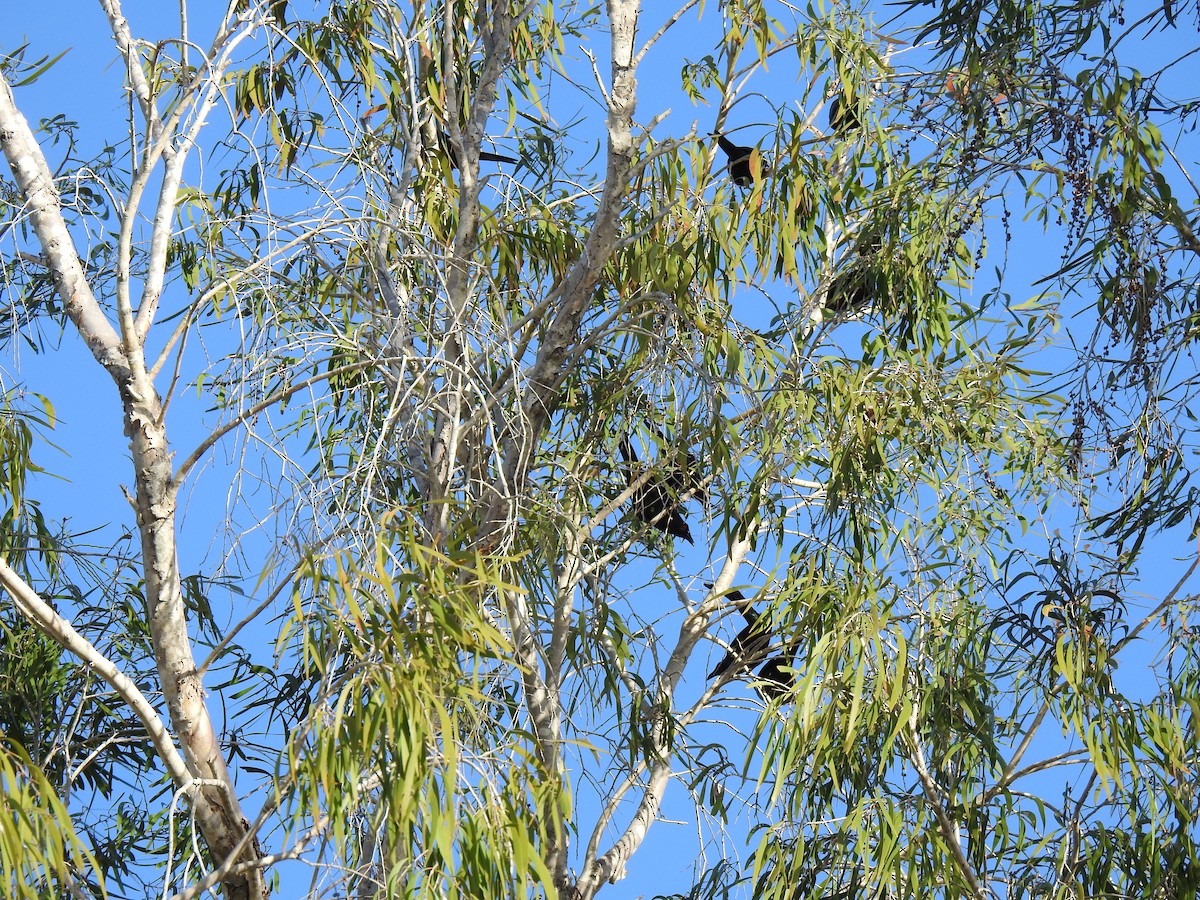 Metallic Starling - ML622120919