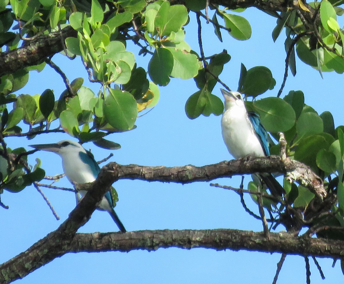 Martin-chasseur à tête blanche - ML622120920