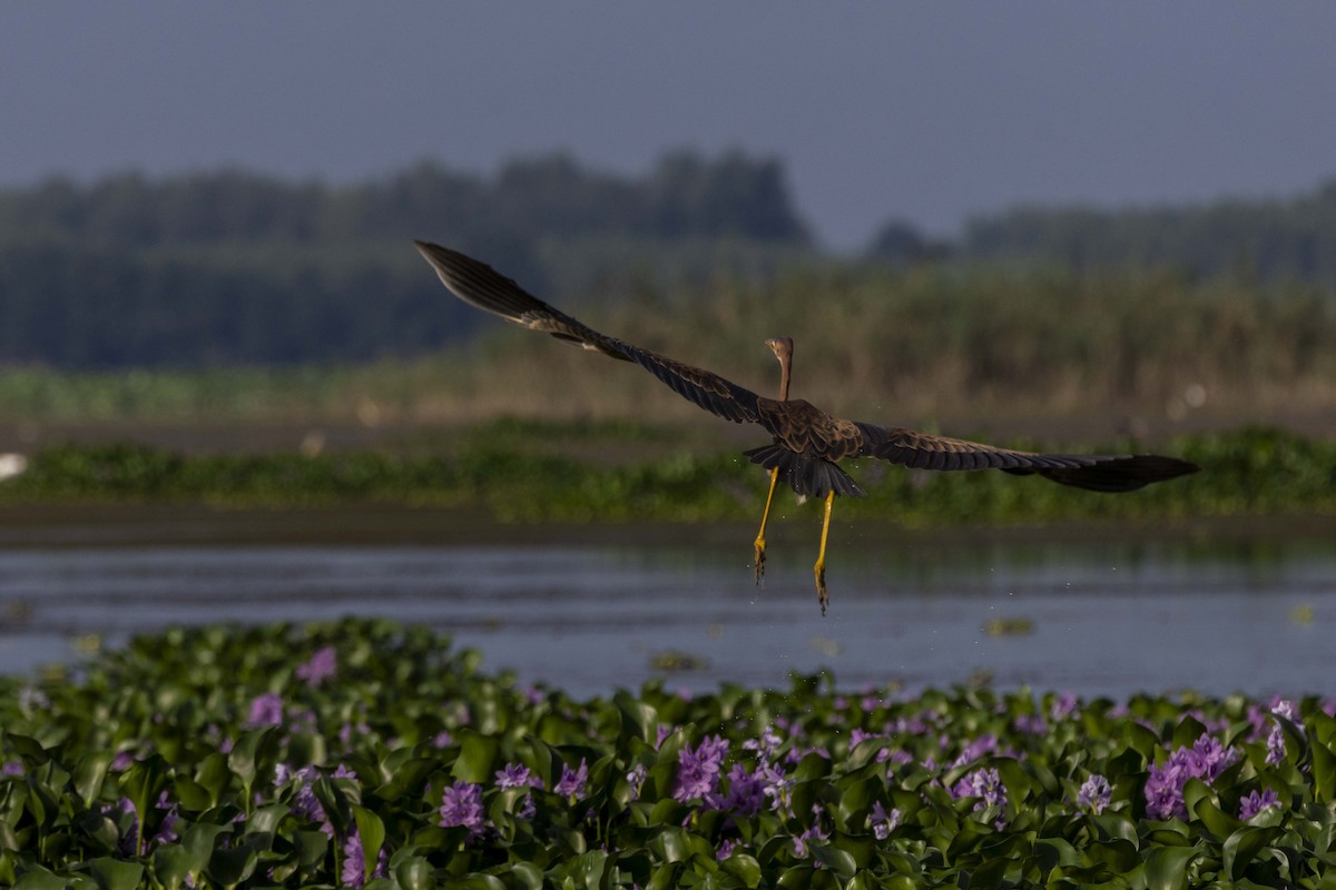 Purple Heron - ML622120921