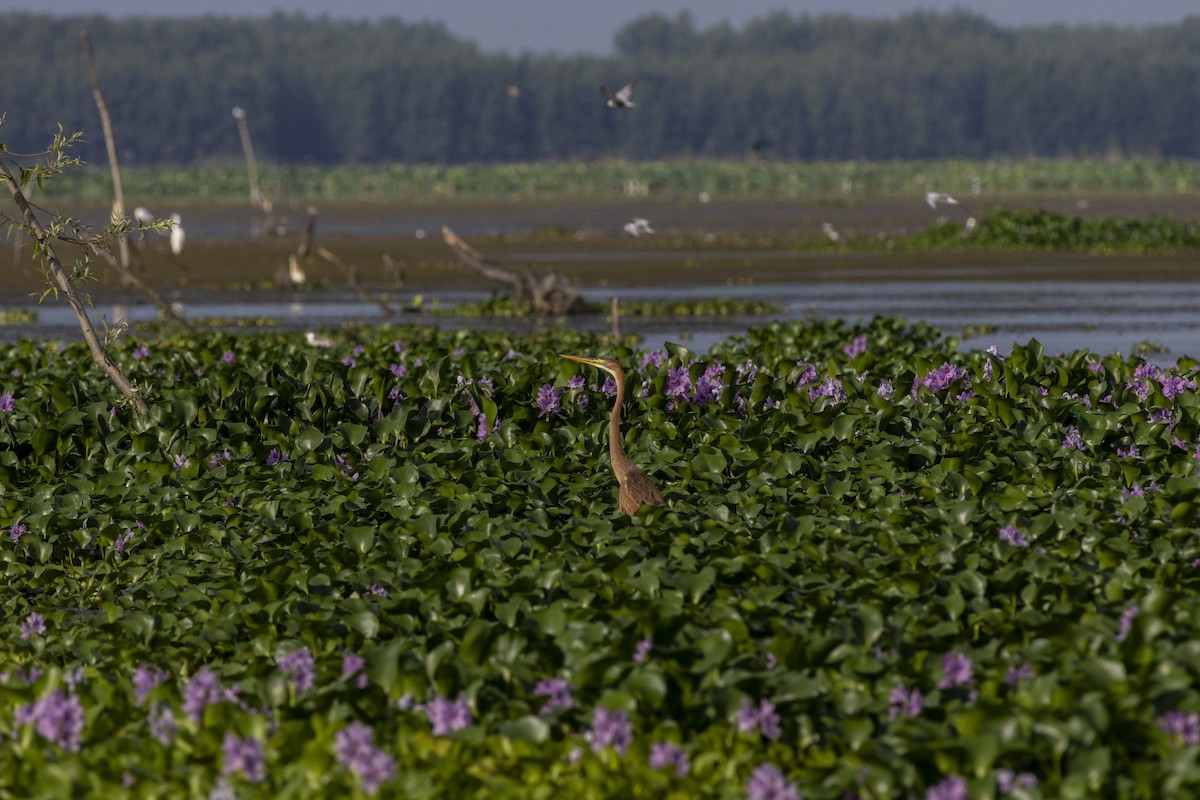 Purple Heron - ML622120922