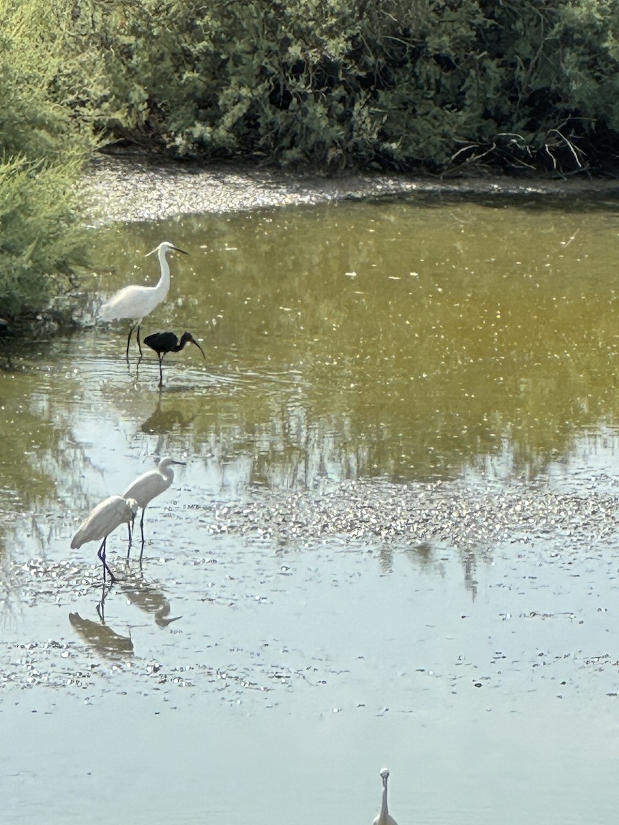 Glossy Ibis - ML622120923