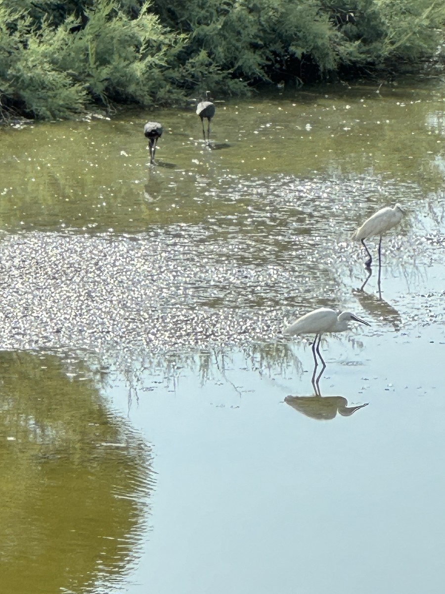 Glossy Ibis - ML622120924