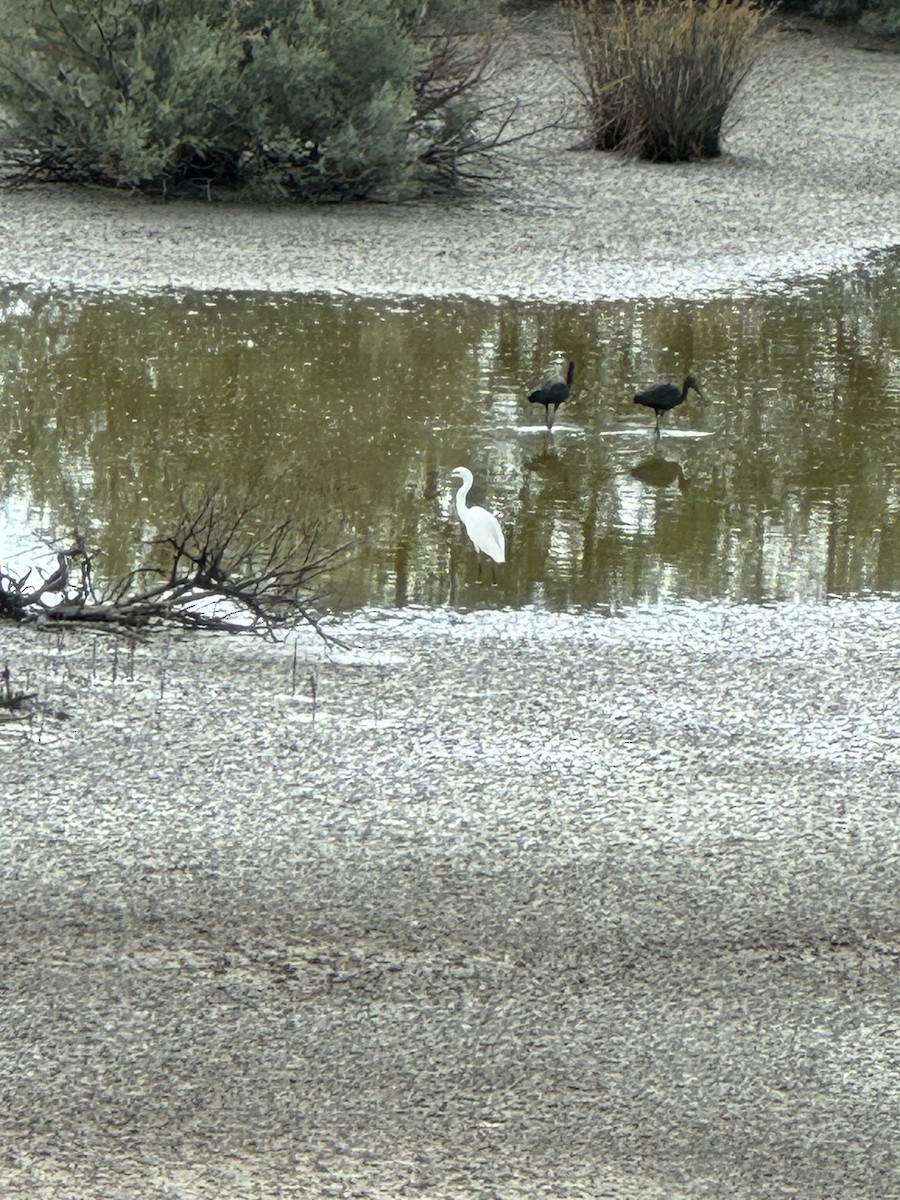 Glossy Ibis - ML622120925