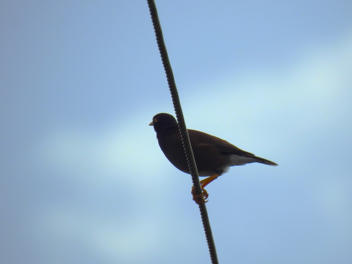 Common Myna - ML622120926