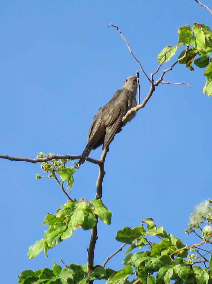 Brush Cuckoo - ML622120929