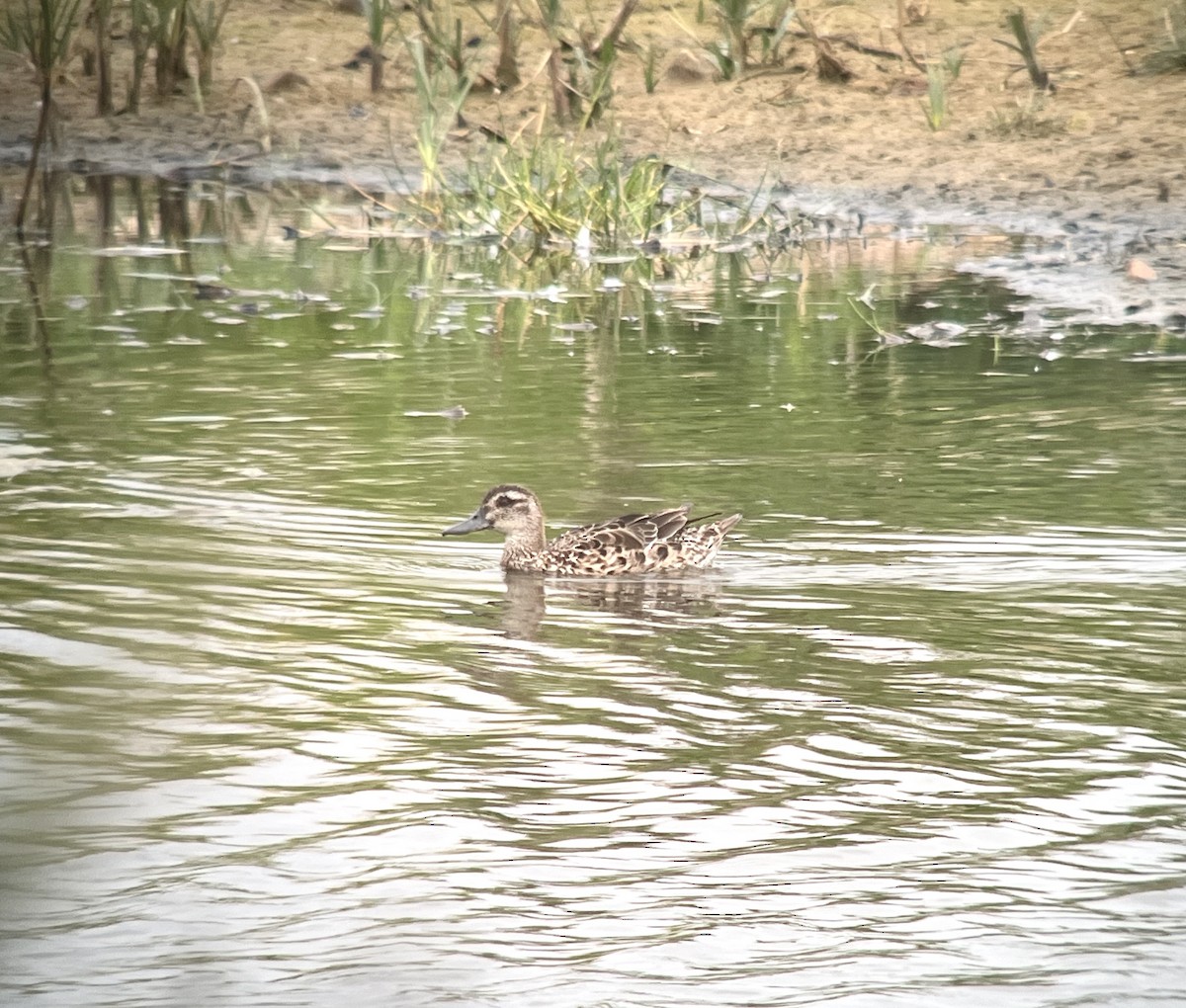 Garganey - ML622120933