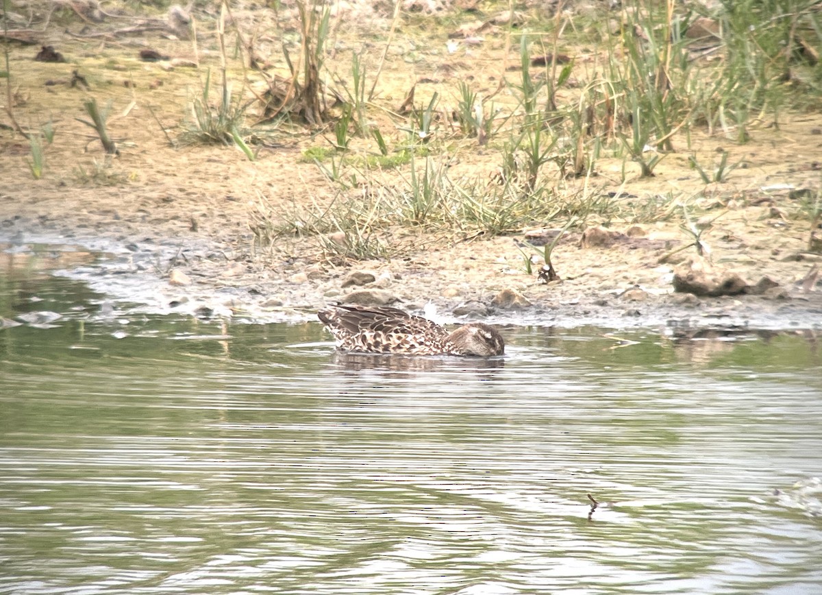 Garganey - ML622120934