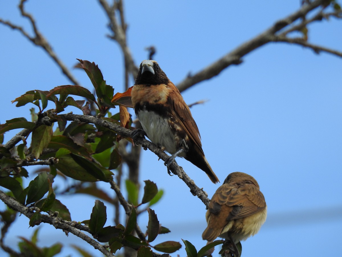 Chestnut-breasted Munia - ML622120935