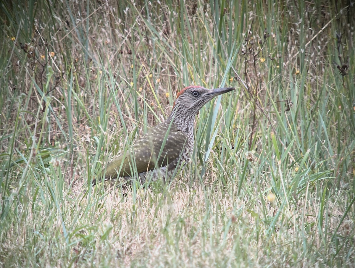 Eurasian Green Woodpecker - ML622120936