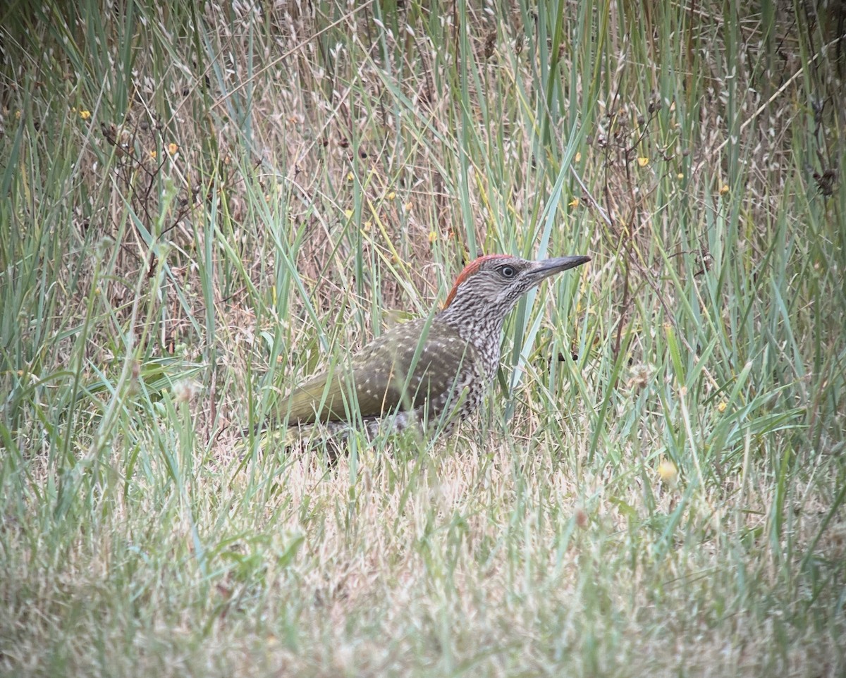 Eurasian Green Woodpecker - ML622120937