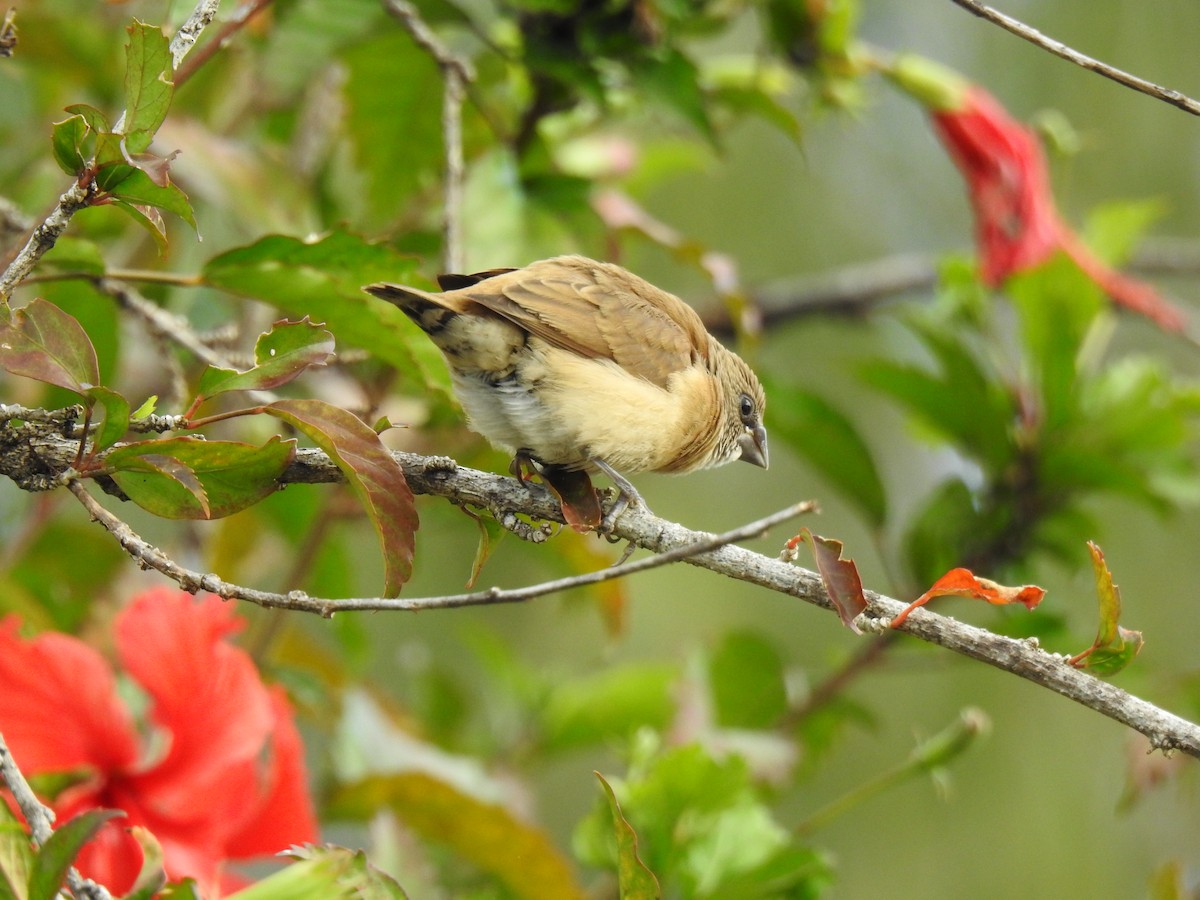 Chestnut-breasted Munia - ML622120938