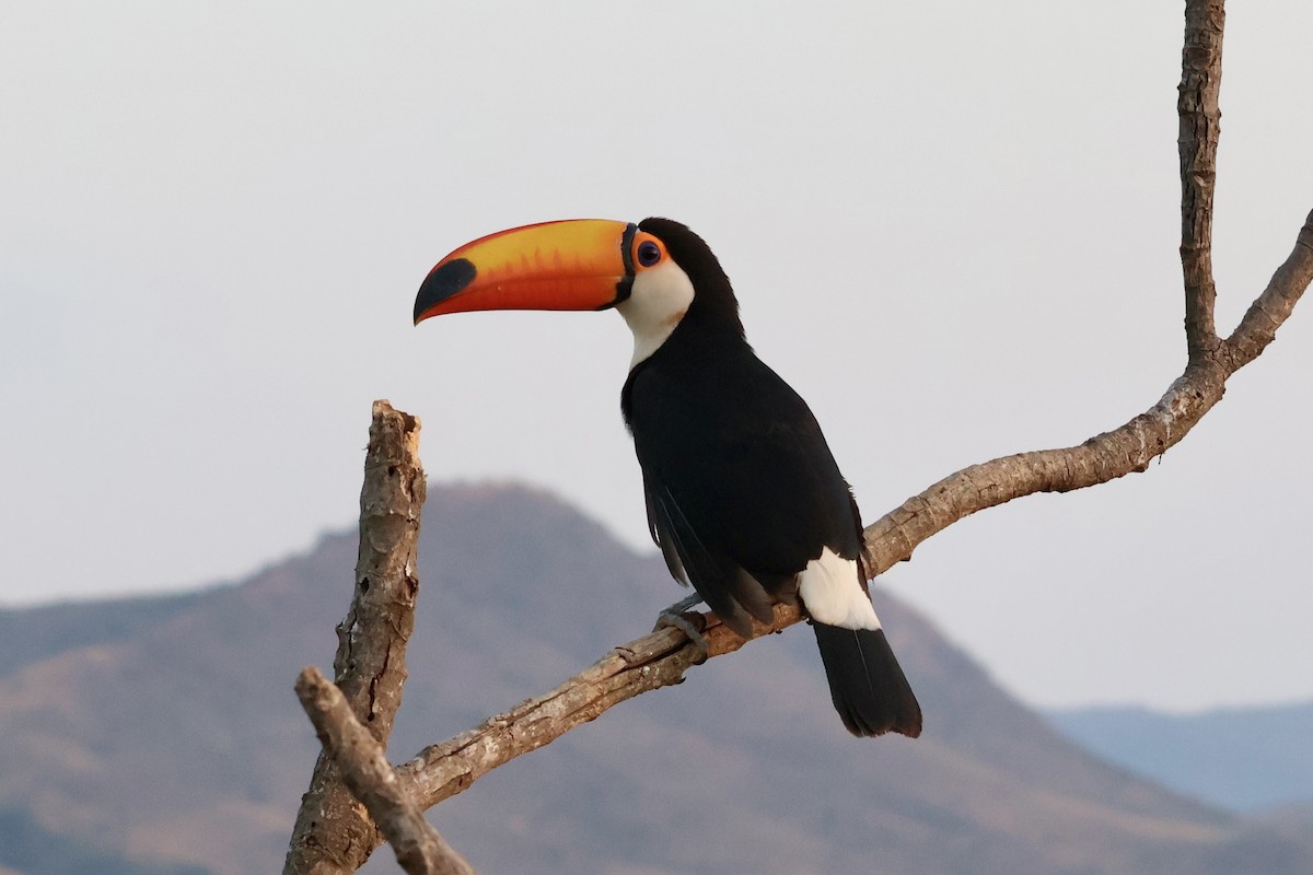 Toco Toucan - ML622120939