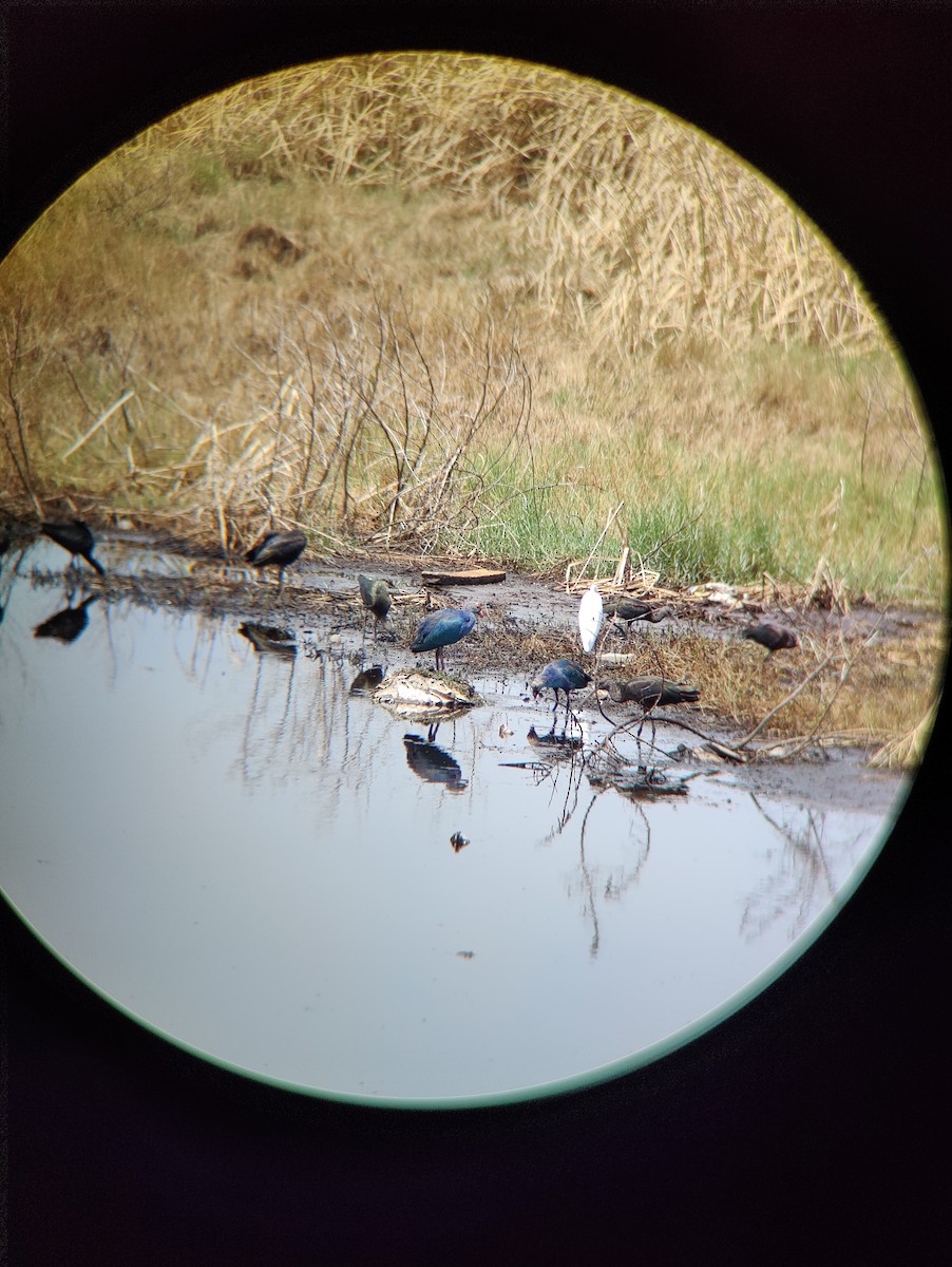 Gray-headed Swamphen - ML622120940