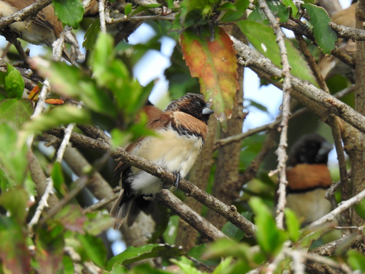 Chestnut-breasted Munia - ML622120941