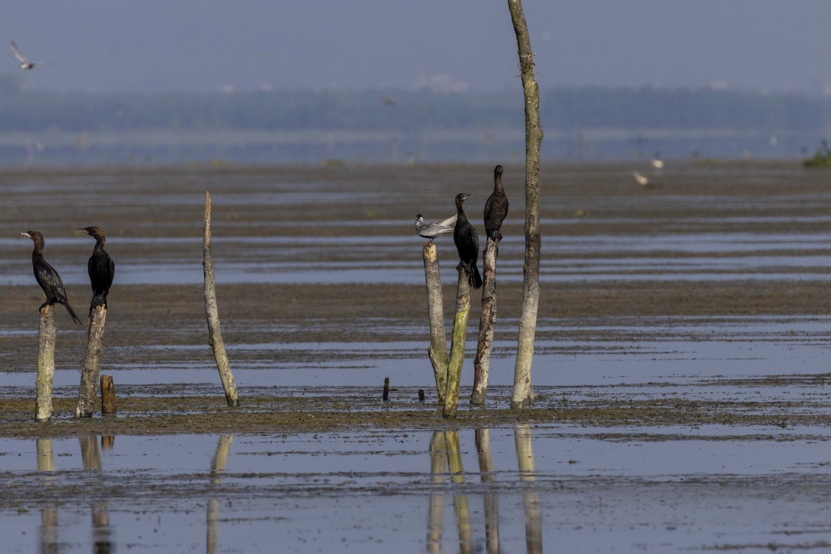 Pygmy Cormorant - ML622120942