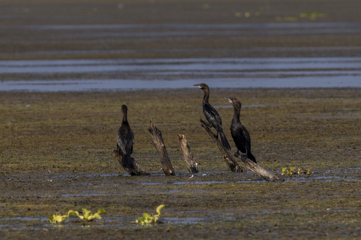 Pygmy Cormorant - ML622120943