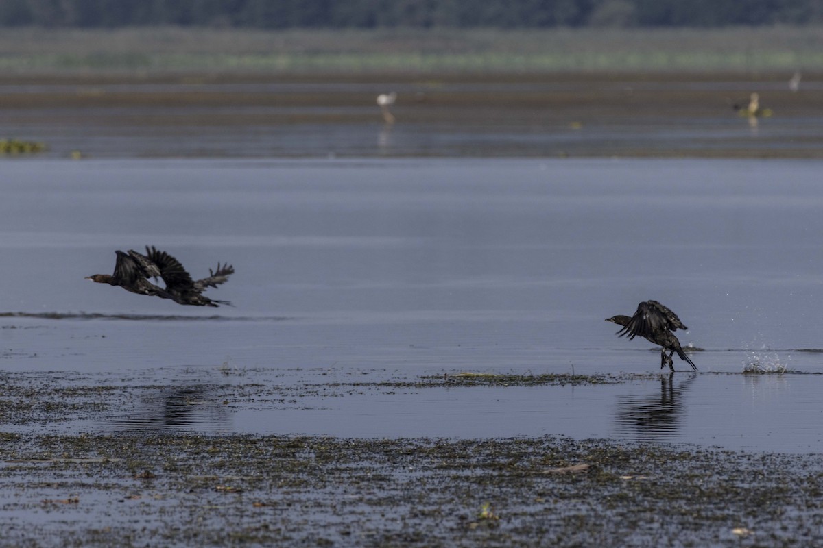 Pygmy Cormorant - Pantea Golzari