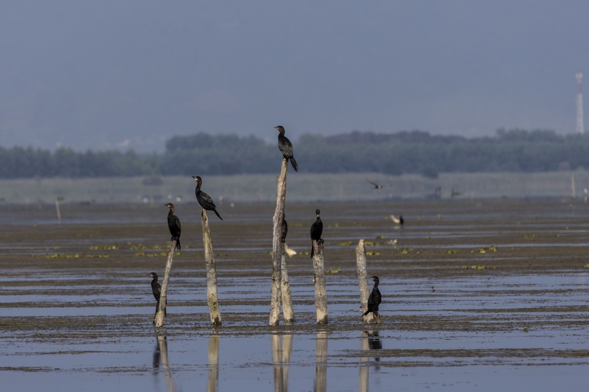 Pygmy Cormorant - ML622120945