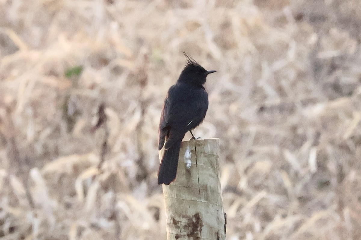 Crested Black-Tyrant - ML622120946