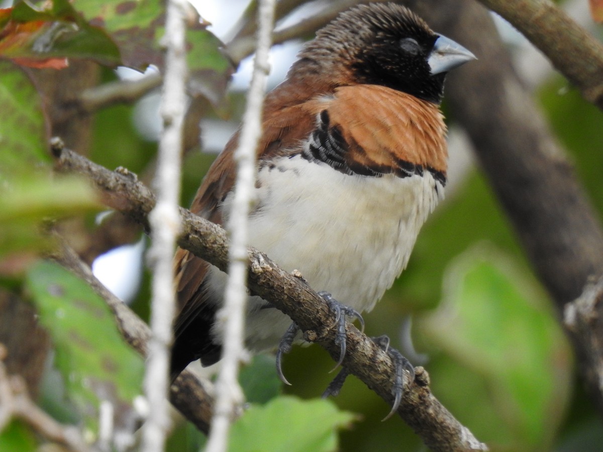 Chestnut-breasted Munia - ML622120949