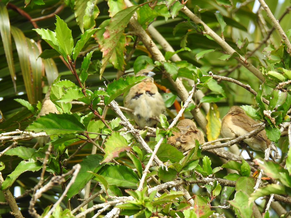 Chestnut-breasted Munia - ML622120951