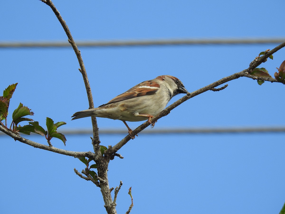 House Sparrow - ML622120952