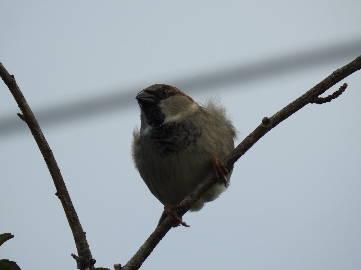 House Sparrow - ML622120959