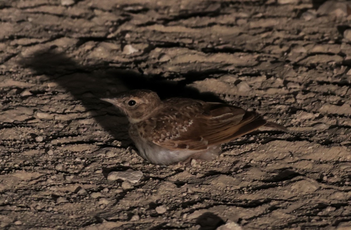 Crested Lark - Faustino Chamizo Ragel