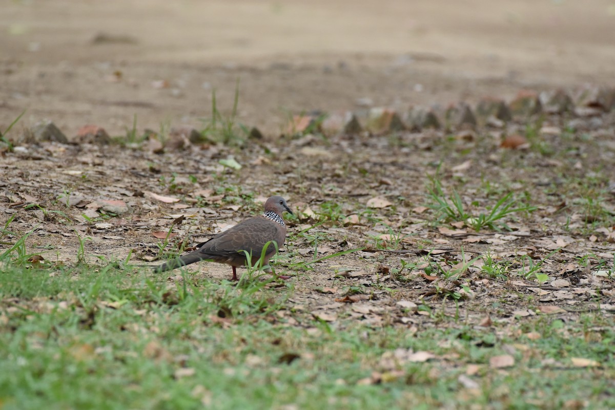 Spotted Dove - Toby Ye