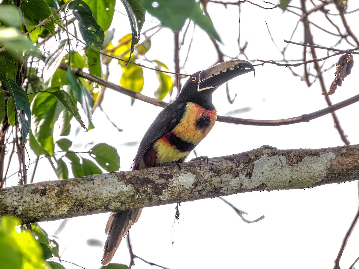 Collared Aracari - ML622120973