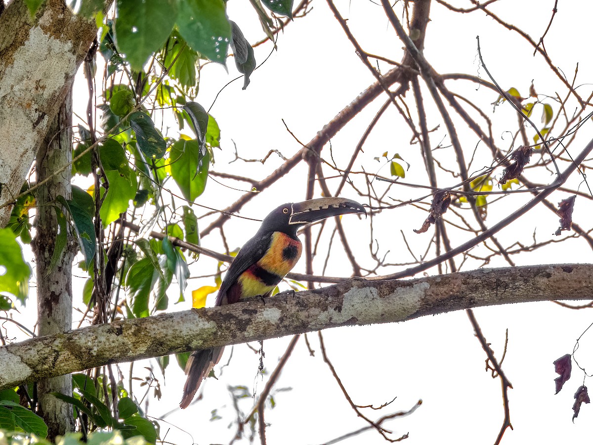 Collared Aracari - ML622120974