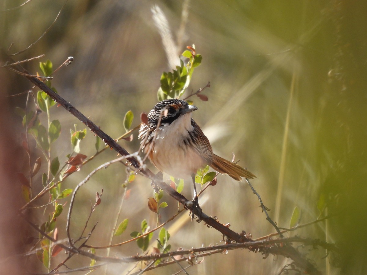 Carpentarian Grasswren - ML622120975