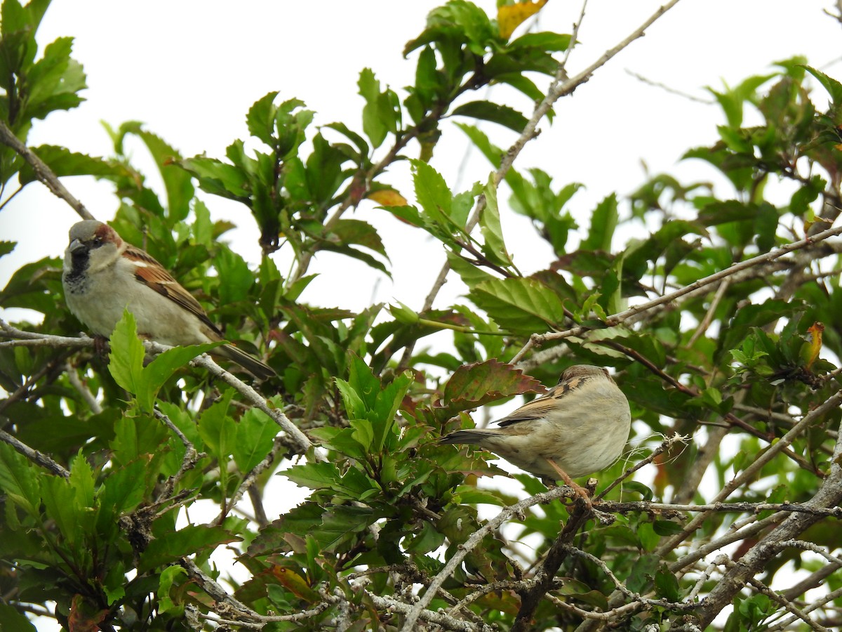 House Sparrow - ML622120986