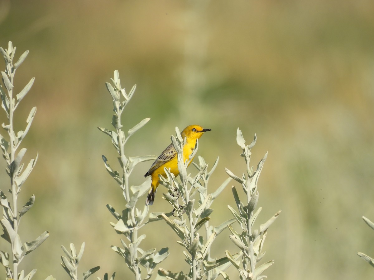 Yellow Chat - ML622120987