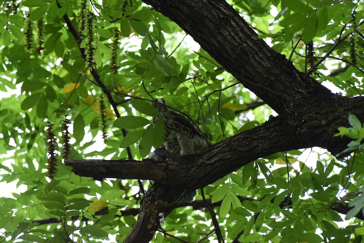 Crested Goshawk - ML622120999