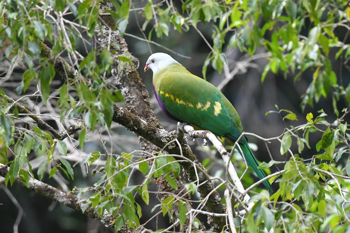 Wompoo Fruit-Dove - ML622121005