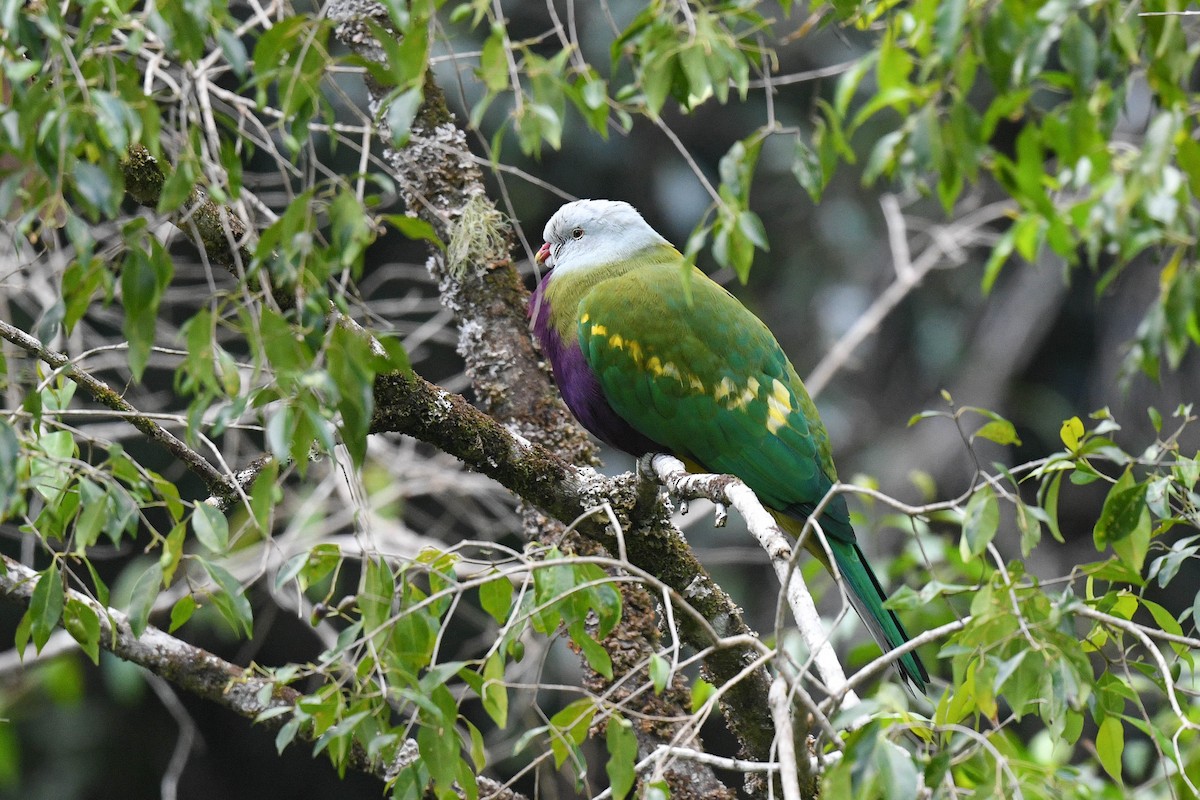 Wompoo Fruit-Dove - ML622121006