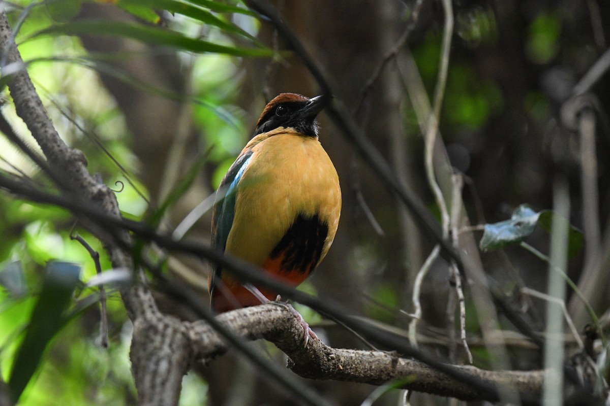 Noisy Pitta - ML622121007