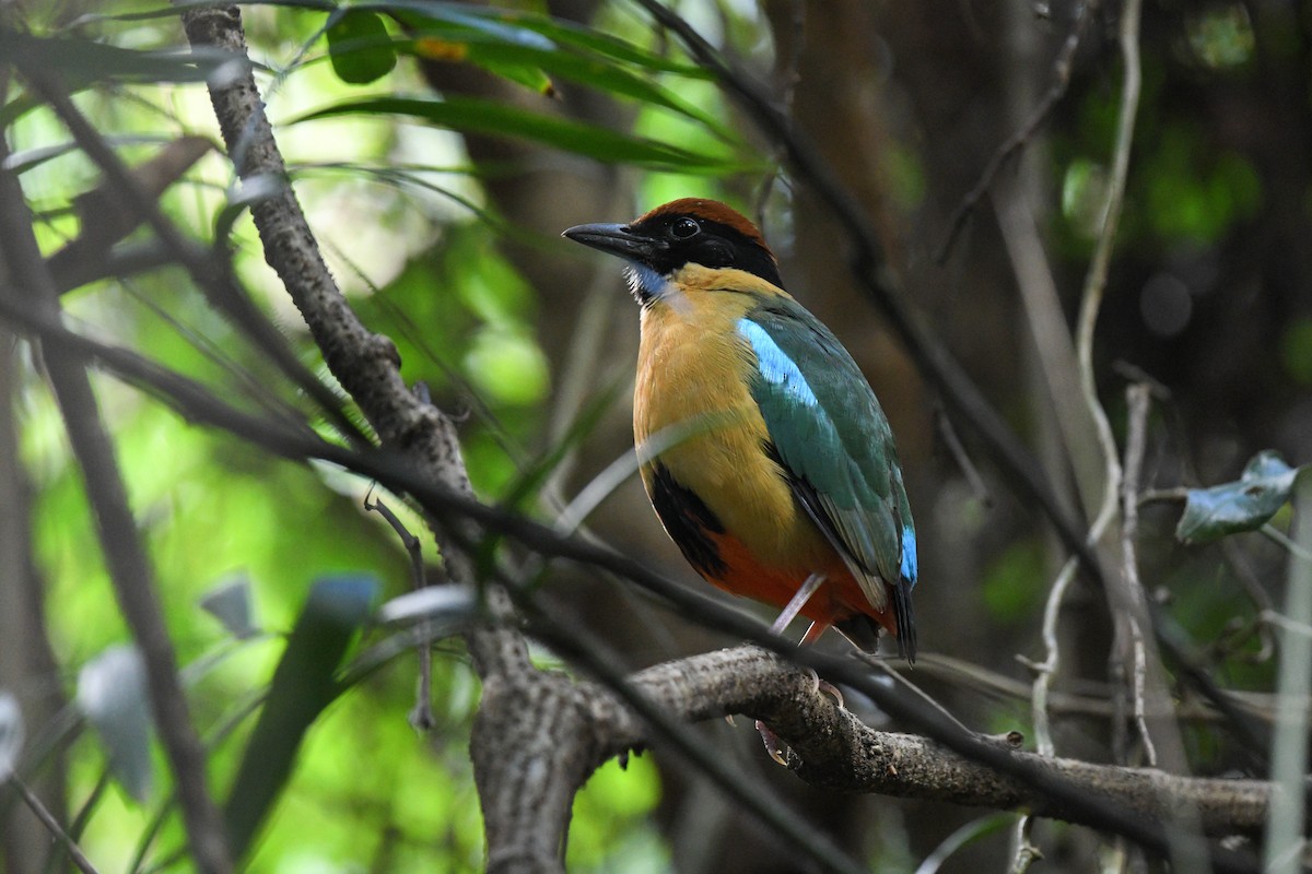 Noisy Pitta - ML622121008