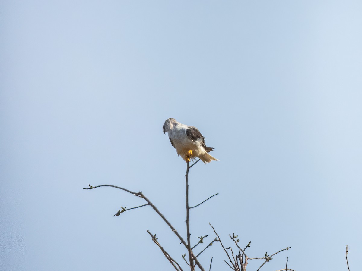 White-tailed Kite - ML622121011