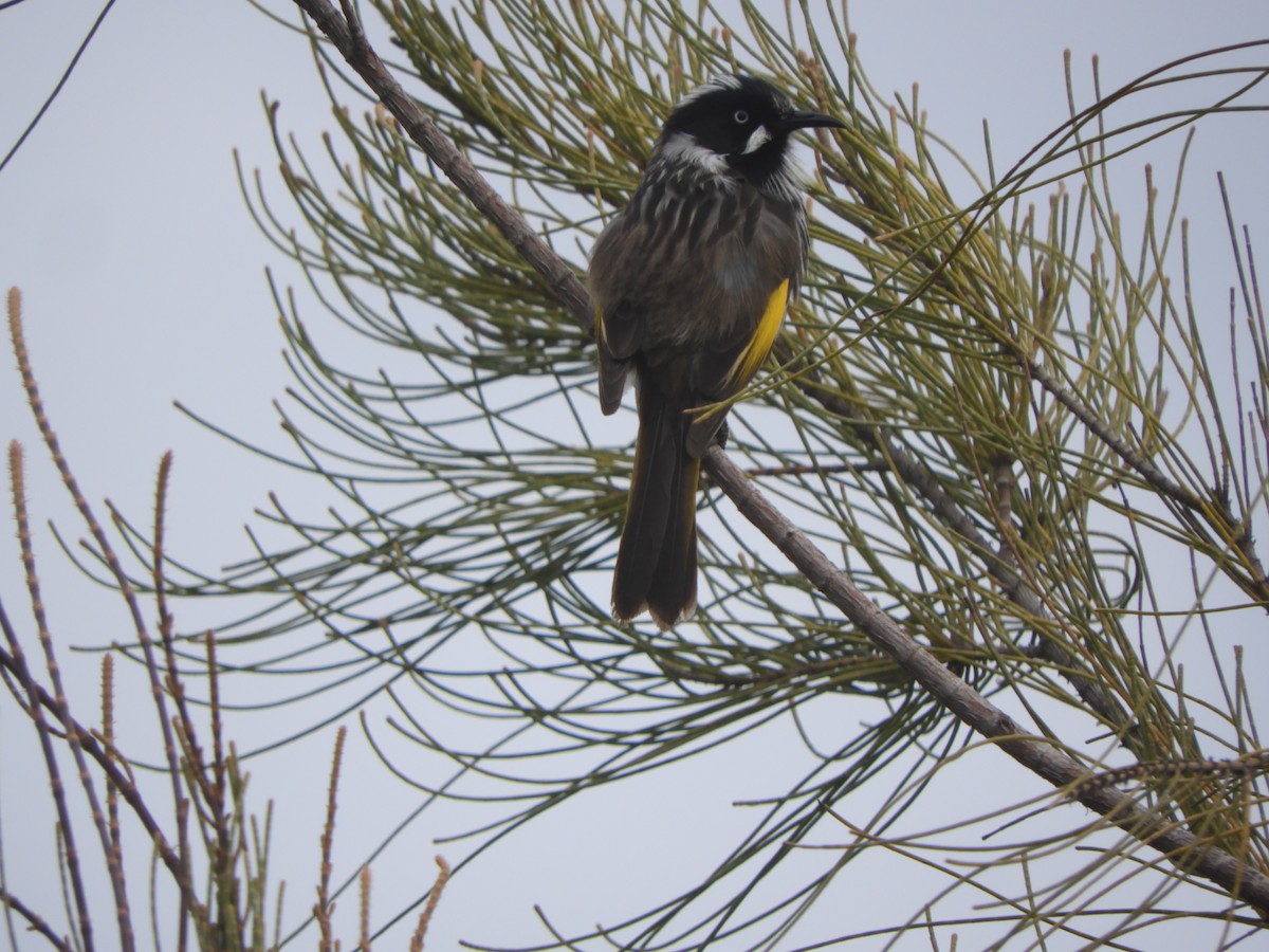 New Holland Honeyeater - ML622121013