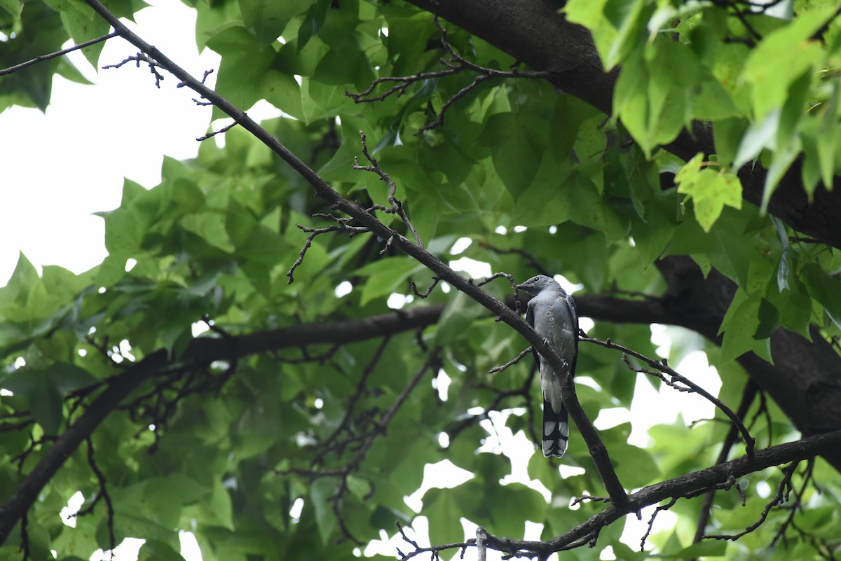 Black-winged Cuckooshrike - ML622121018