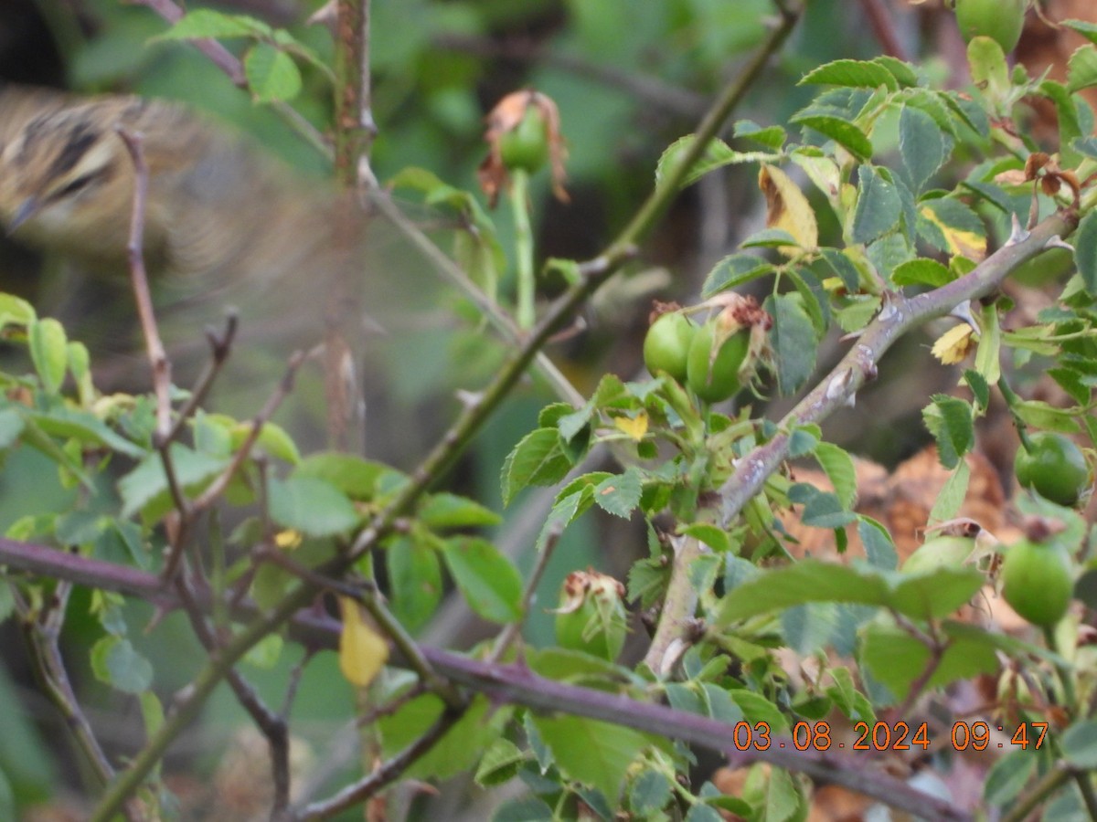 Sedge Warbler - ML622121024