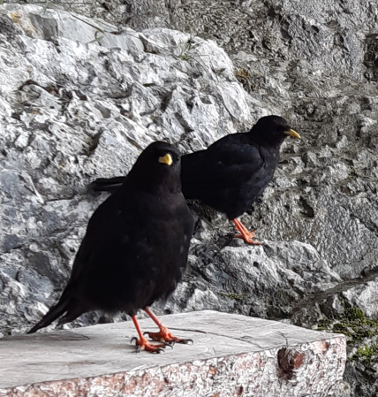 Yellow-billed Chough - ML622121026