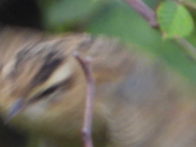 Sedge Warbler - José Ignacio Sáenz Gaitan