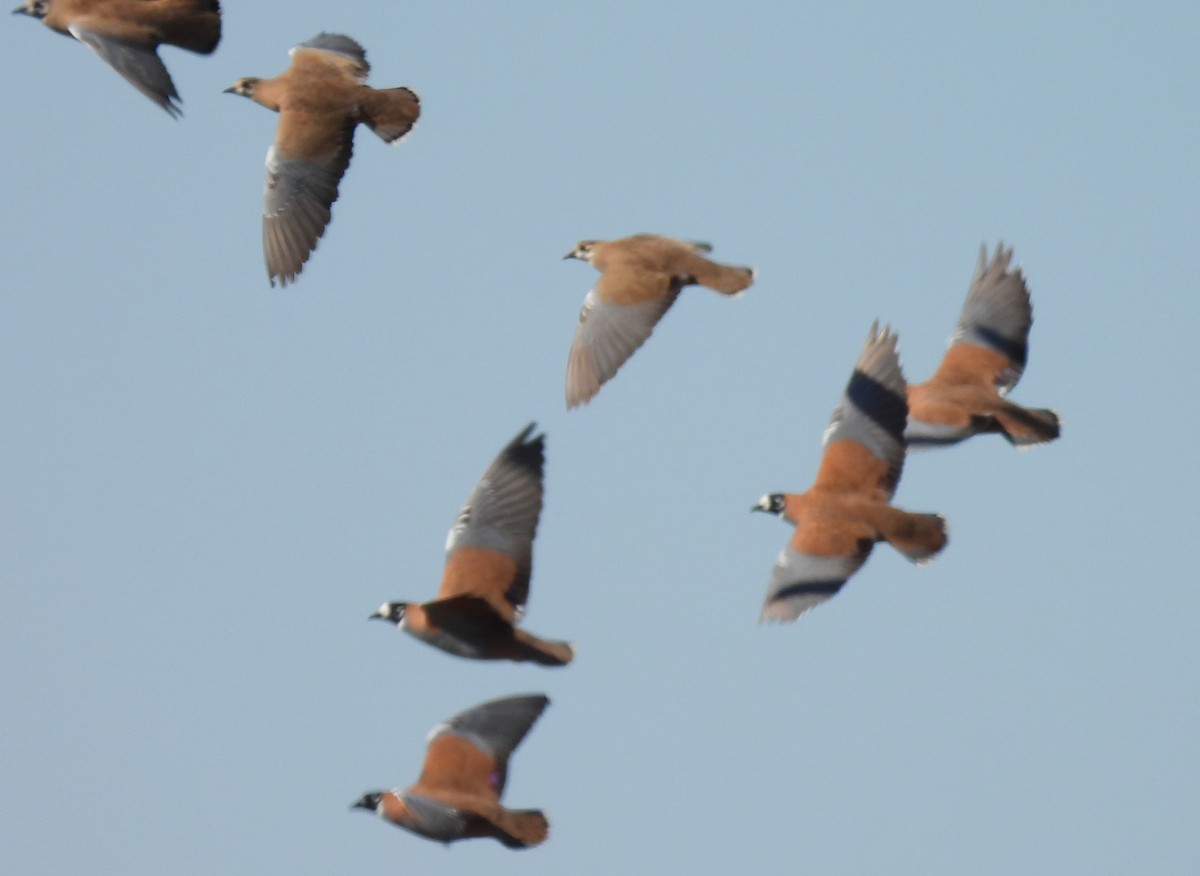 Flock Bronzewing - ML622121028