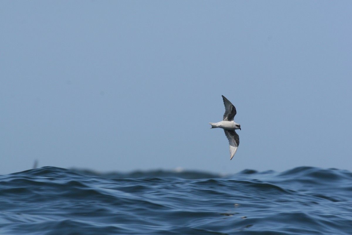 Fork-tailed Storm-Petrel - ML622121031