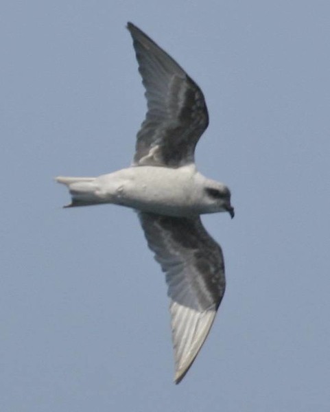 Fork-tailed Storm-Petrel - ML622121032